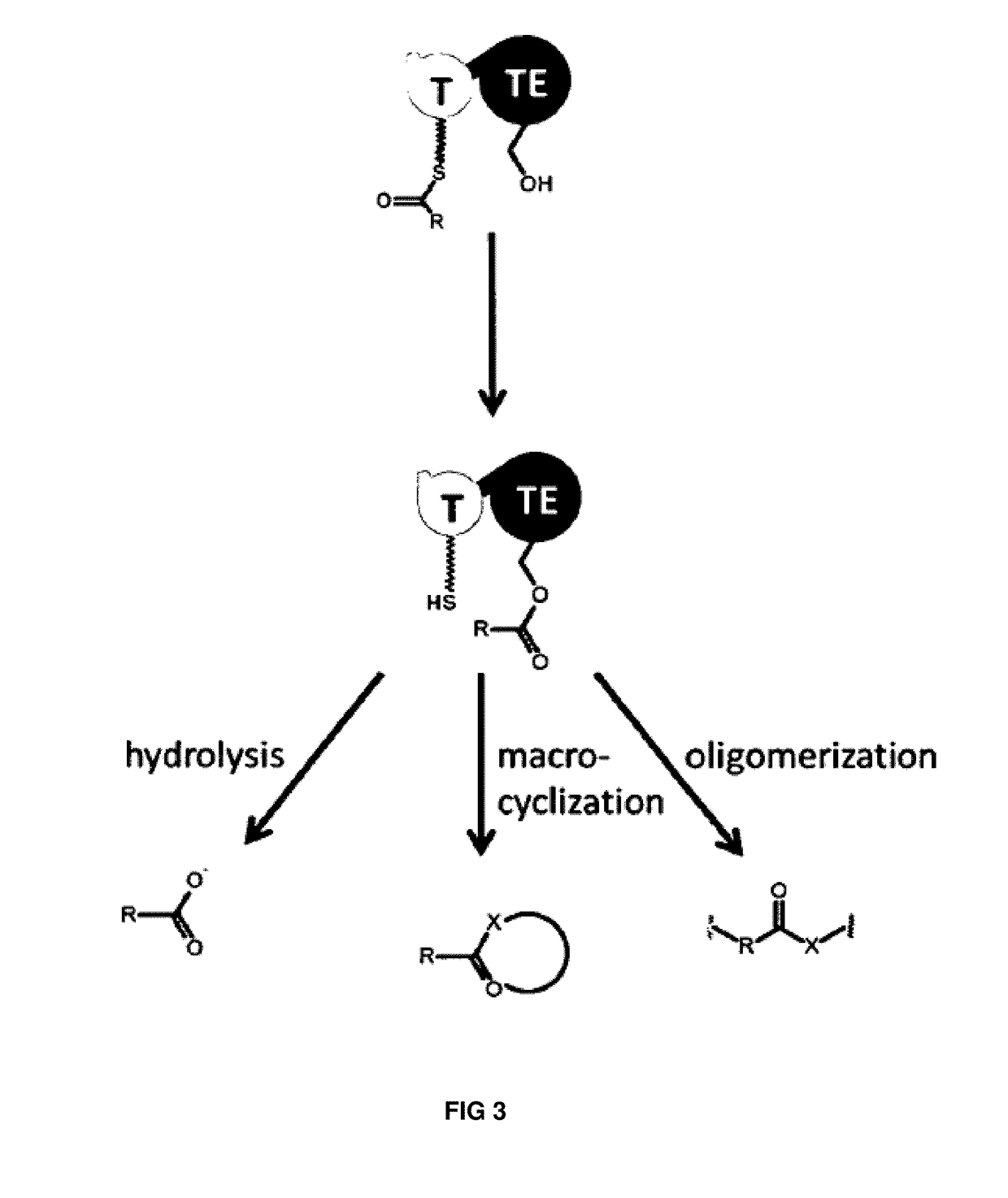 Artificial non-ribosomal peptide synthetases