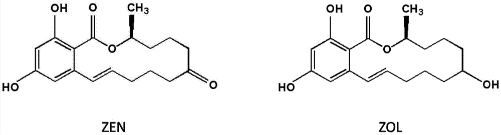 Lactonase and method for degrading alpha-zearalanel through lactonase