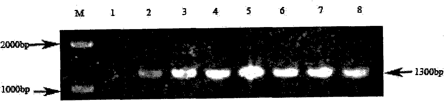 Herbicide resistance gene and application thereof