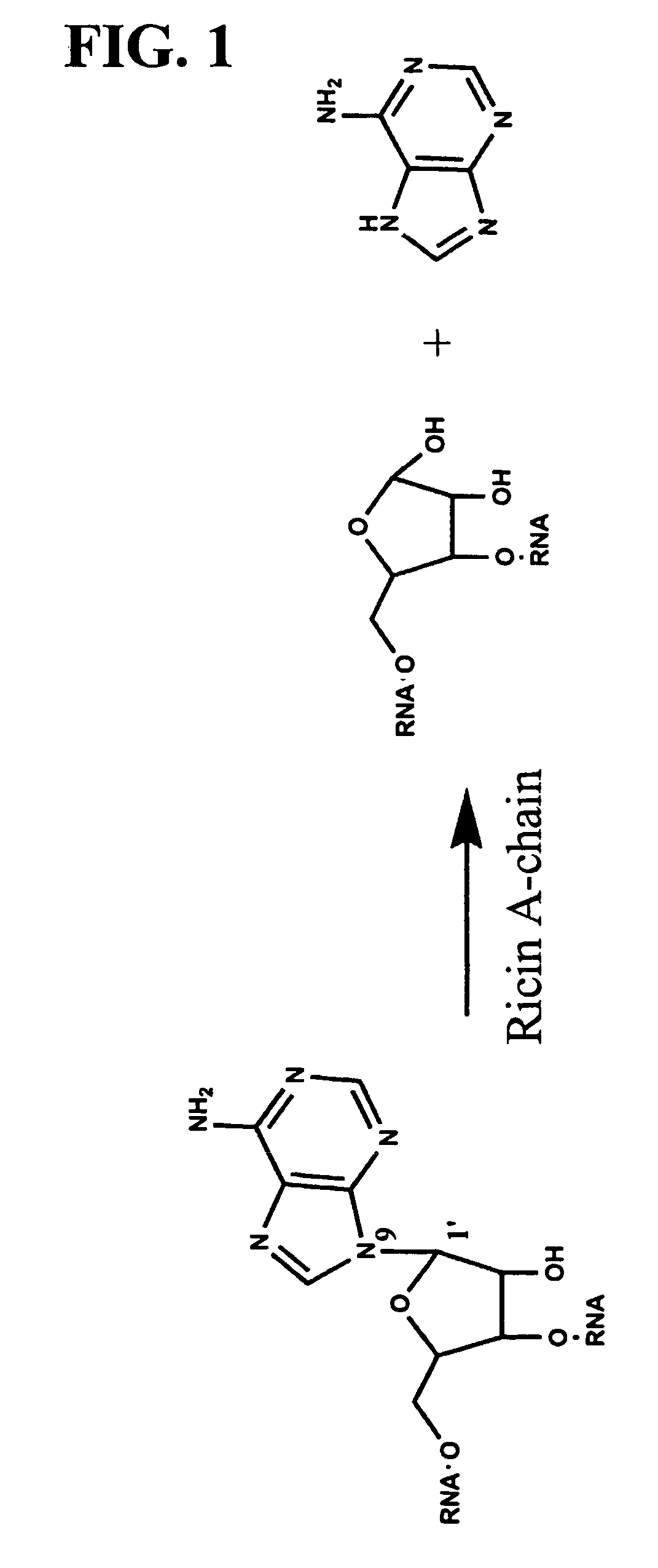 Transition state analog inhibitors of ricin A-chain