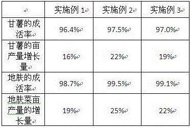 Root salt control method for sweet potato and Kochia scoparia interplanting of saline-alkaline land