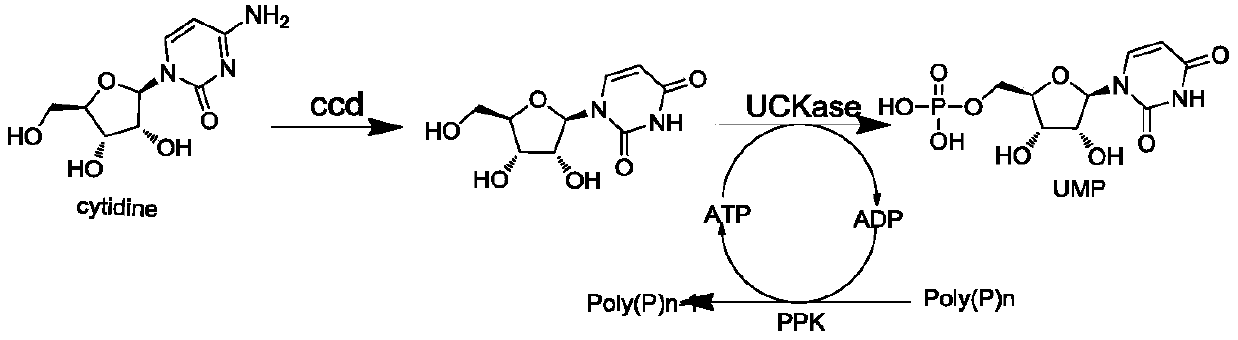Method for preparing uridylic acid by enzyme method