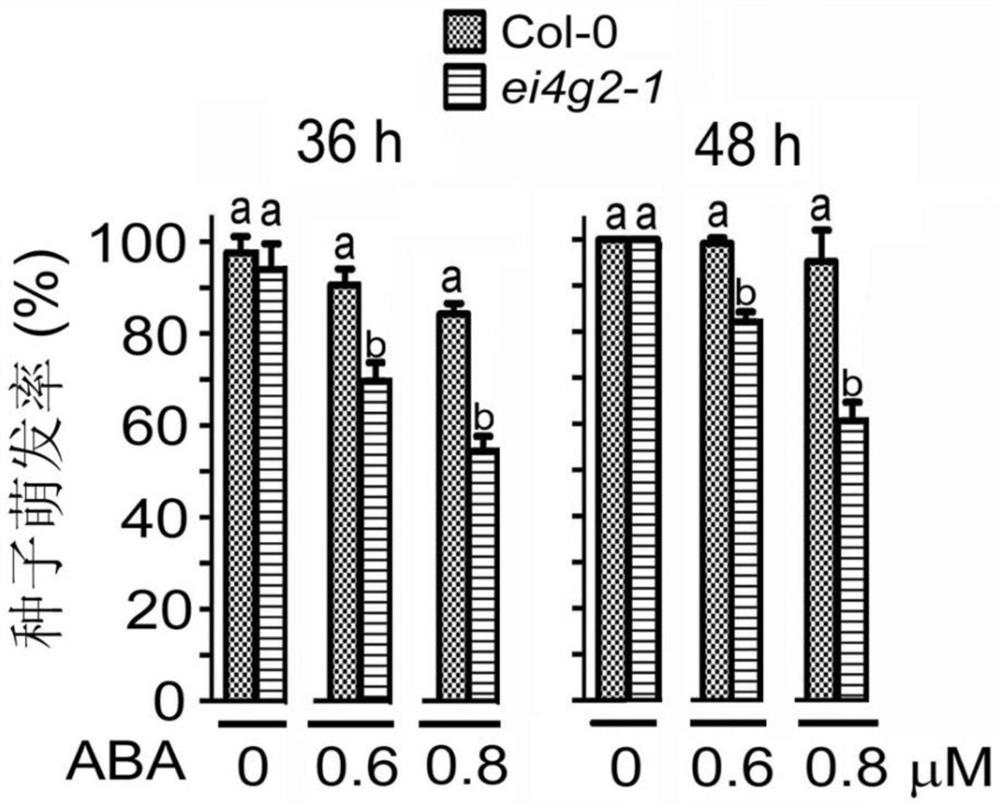 Application of eifiso4g2 protein in regulation of plant tolerance to ABA