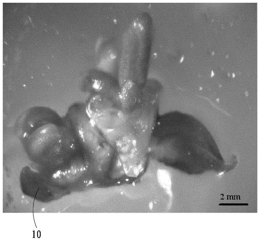 Method for preparing agilawood in tissue culture way