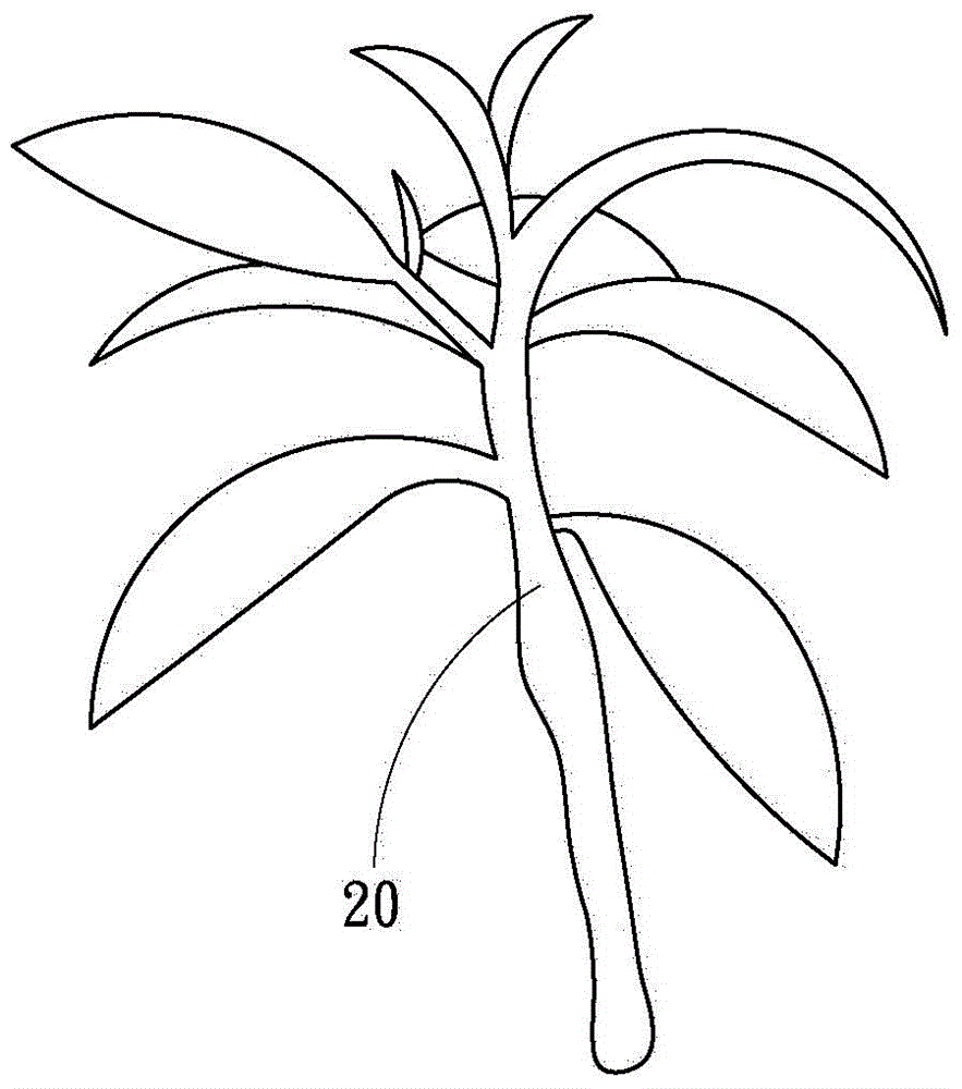 Method for preparing agilawood in tissue culture way