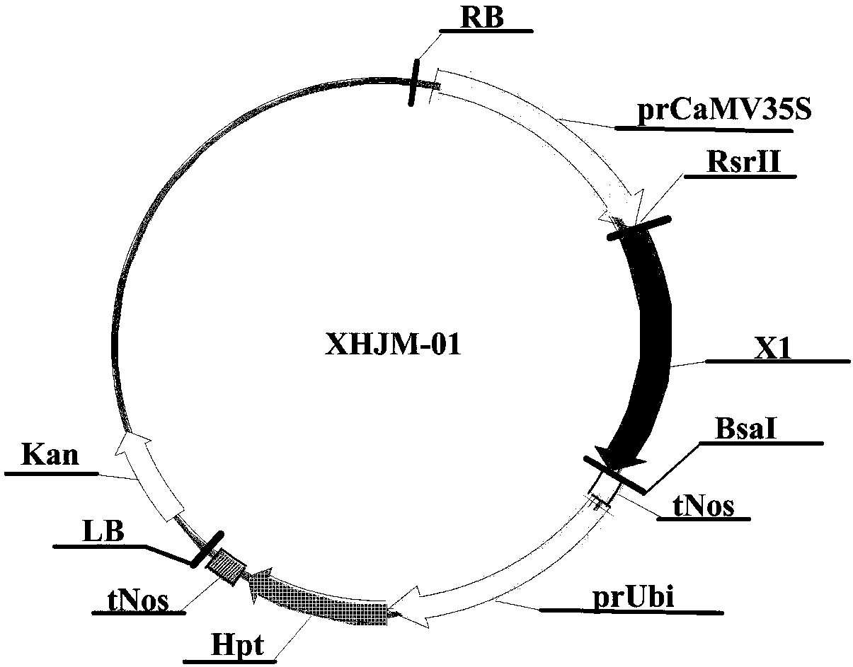 A polynucleotide sequence composition used for pest control