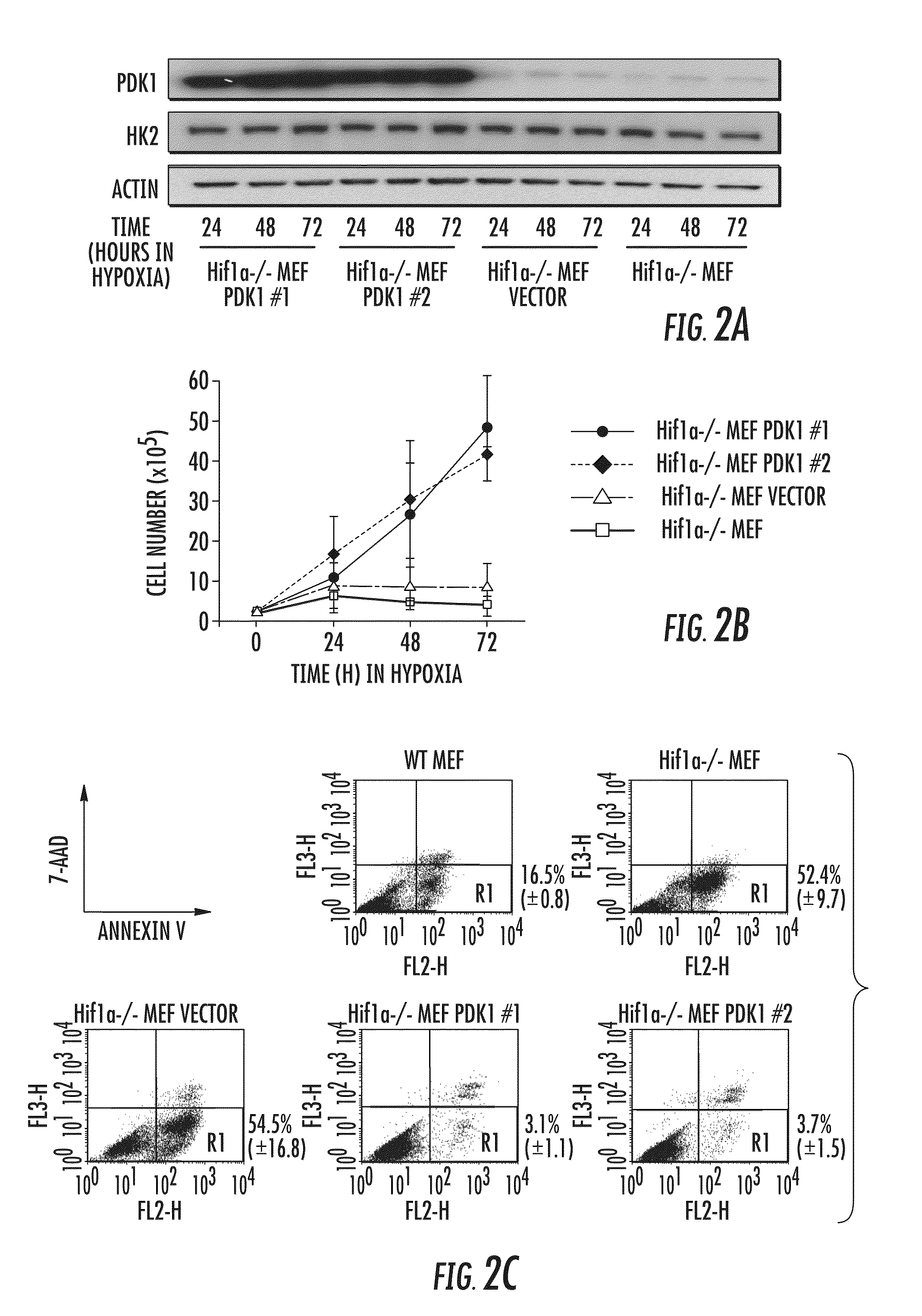 Pyruvate dehyrogenase kinases as theraeutic targets for cancer and ischemic diseases