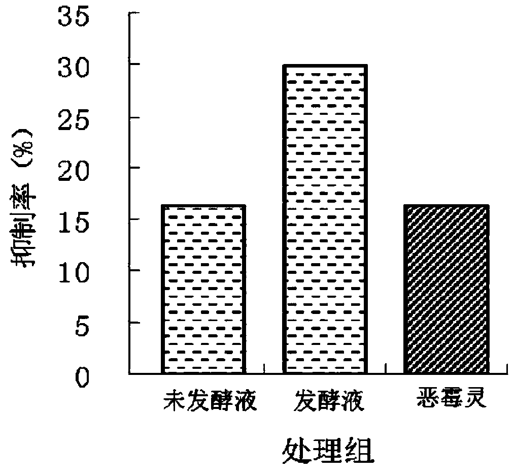 Cystis coronis ls1 strain