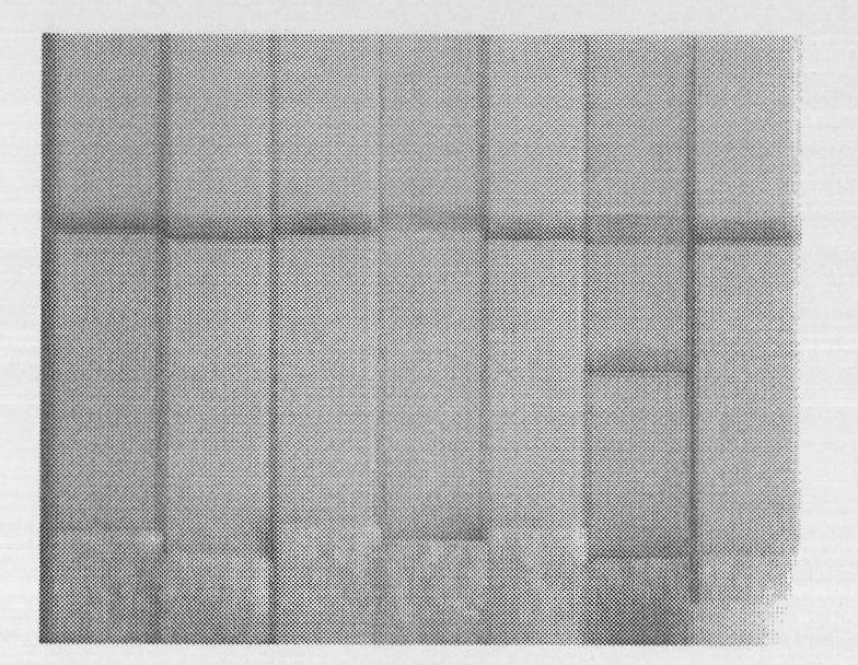 Isothermal amplification detection kit for bird flu H5N1 virus and detecting method thereof