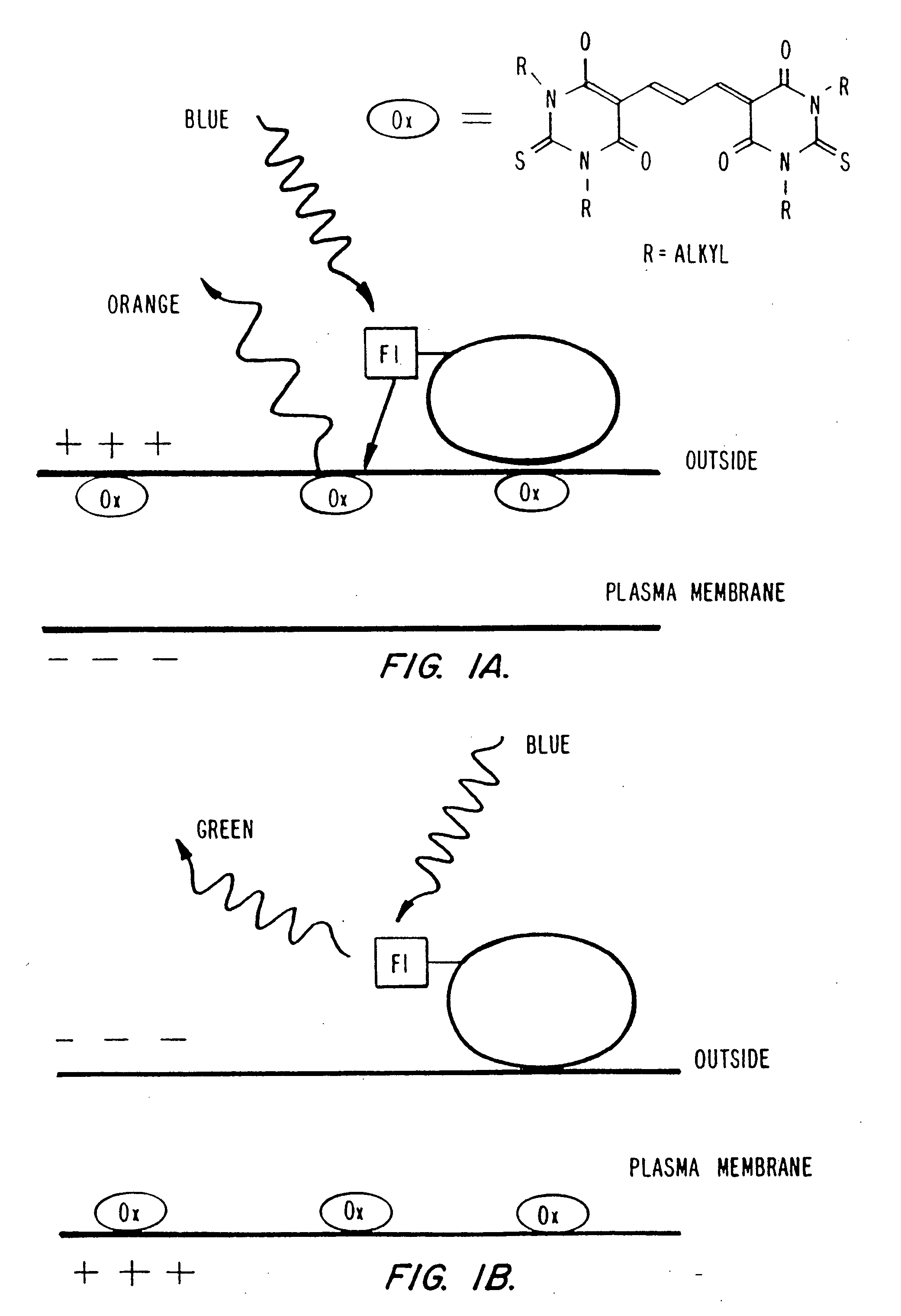 Detection of transmembrane potentials by optical methods