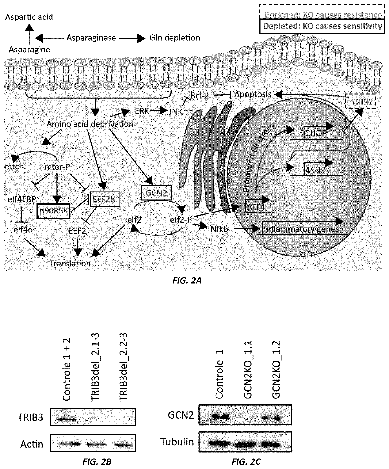 Synergistic Combinations of Amino Acid Depletion Agent Sensitizers (AADAS) and Amino Acid Depletion Agents (AADA), and Therapeutic Methods of Use Thereof