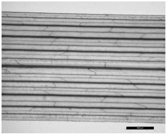 A method for preparing slices for observing turfgrass leaf vein network structure