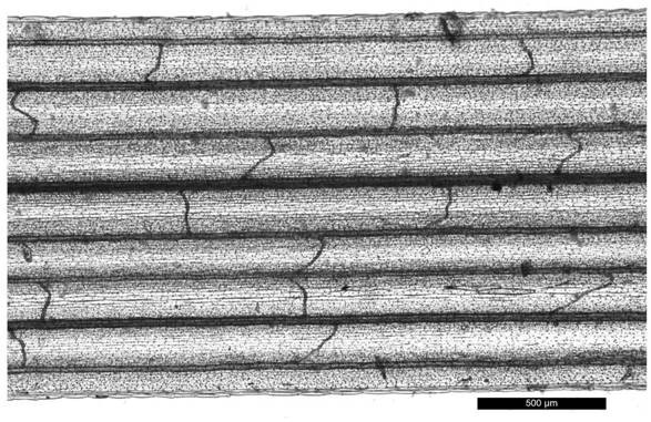 A method for preparing slices for observing turfgrass leaf vein network structure