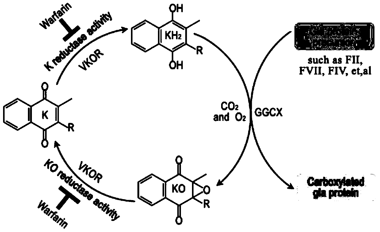 Screening method and application of small molecular compound for targeted inhibition of vitamin K dependent gamma-glutamyl carboxylase