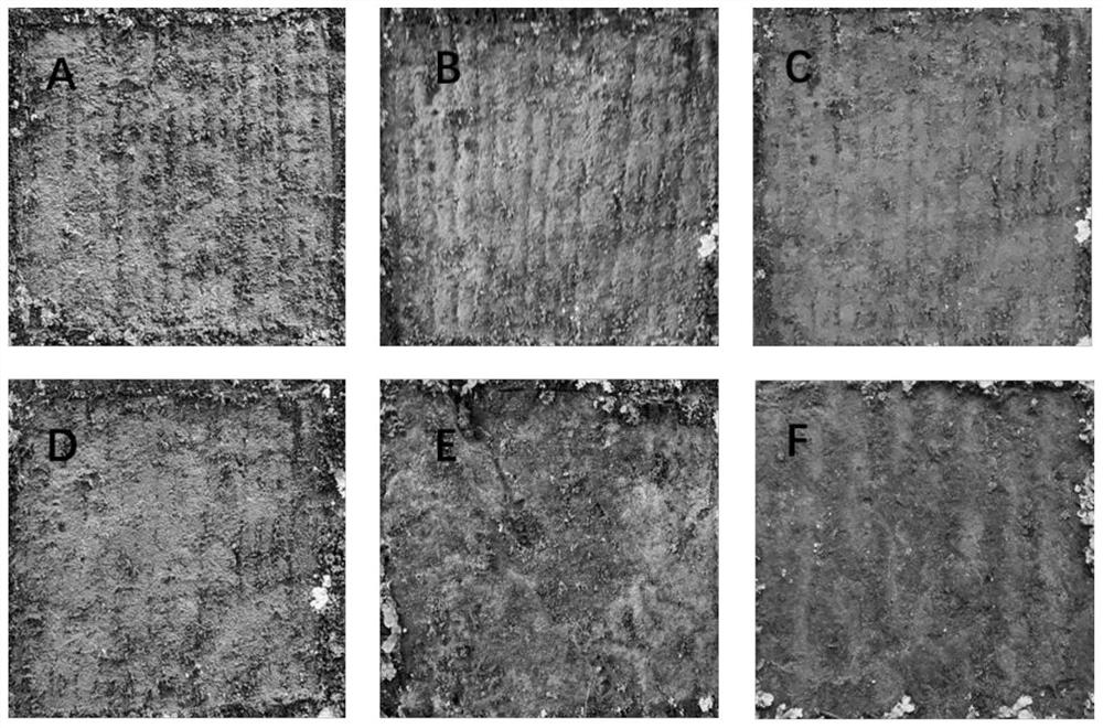 Method for preventing moss biological weathering on sandstone by using alcaligenes