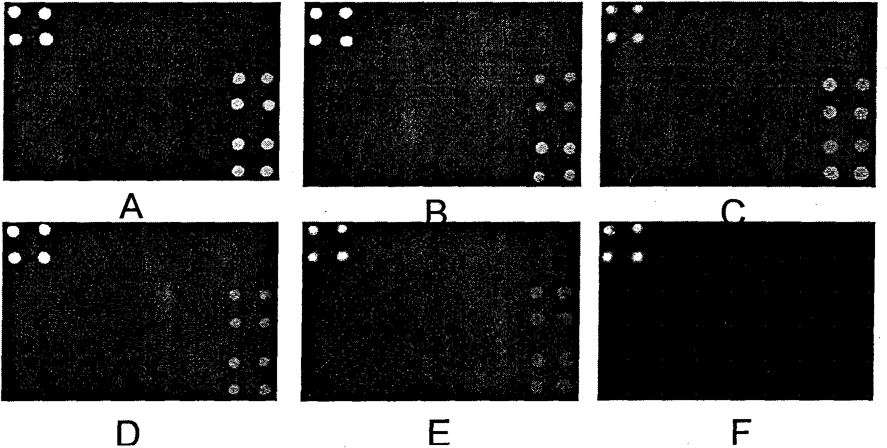 Oligonucleotide chip and application thereof