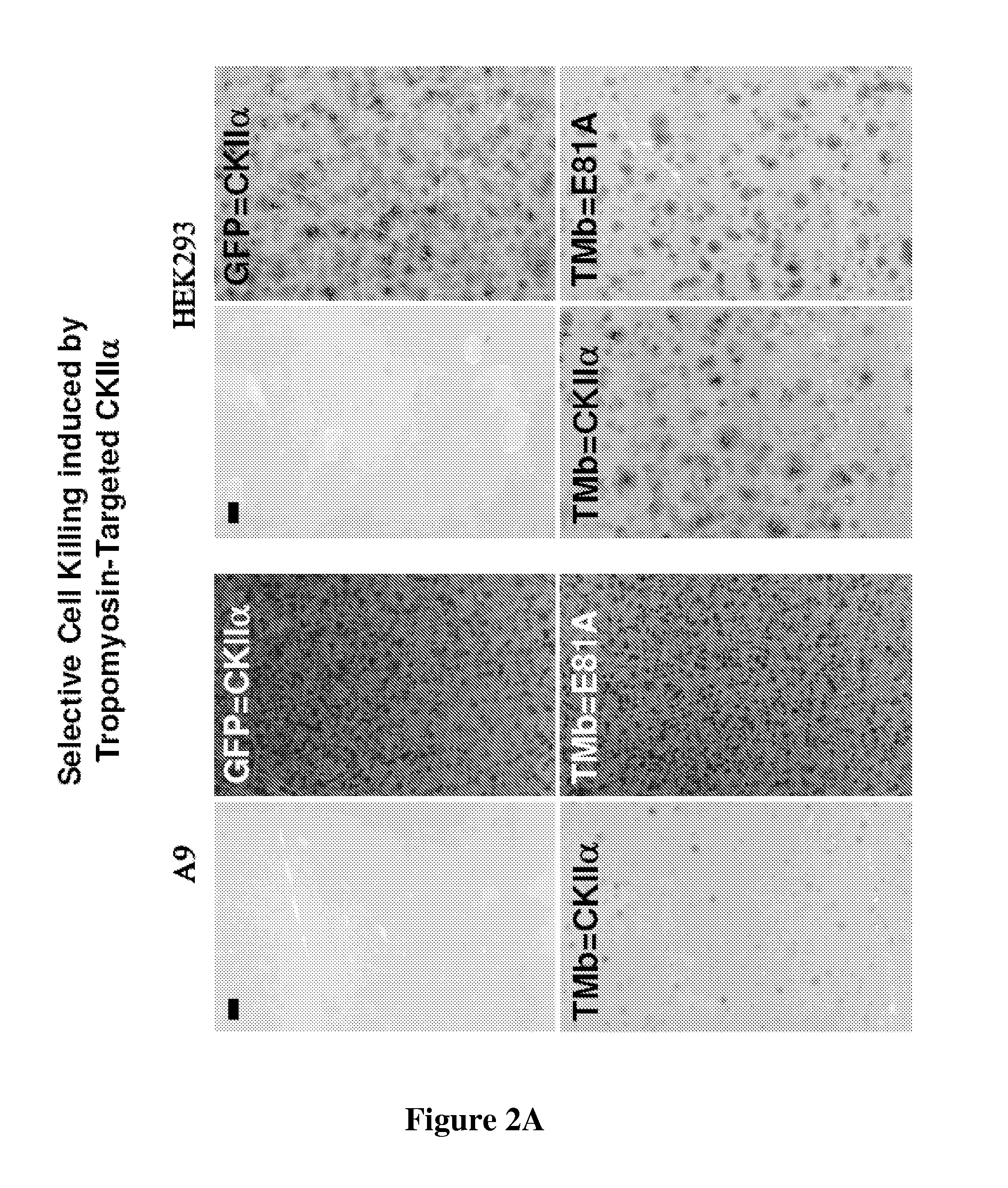 Polynucleotide encoding a fusion polypeptide suitable as cytotoxin