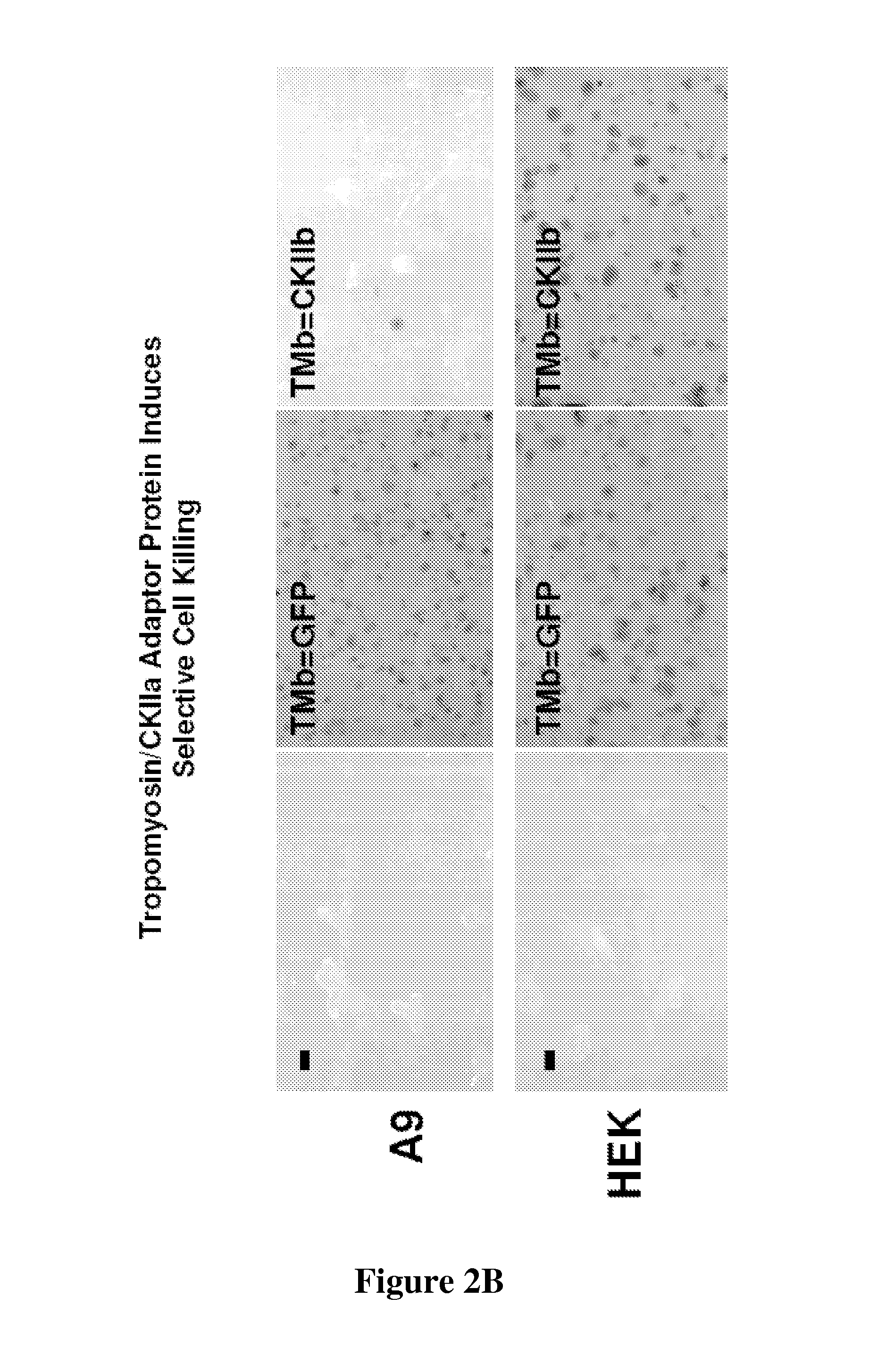 Polynucleotide encoding a fusion polypeptide suitable as cytotoxin