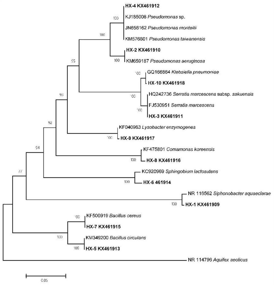 A method for isolation and identification of cellulose-degrading bacteria in the intestinal tract of monochamus monochamus larvae