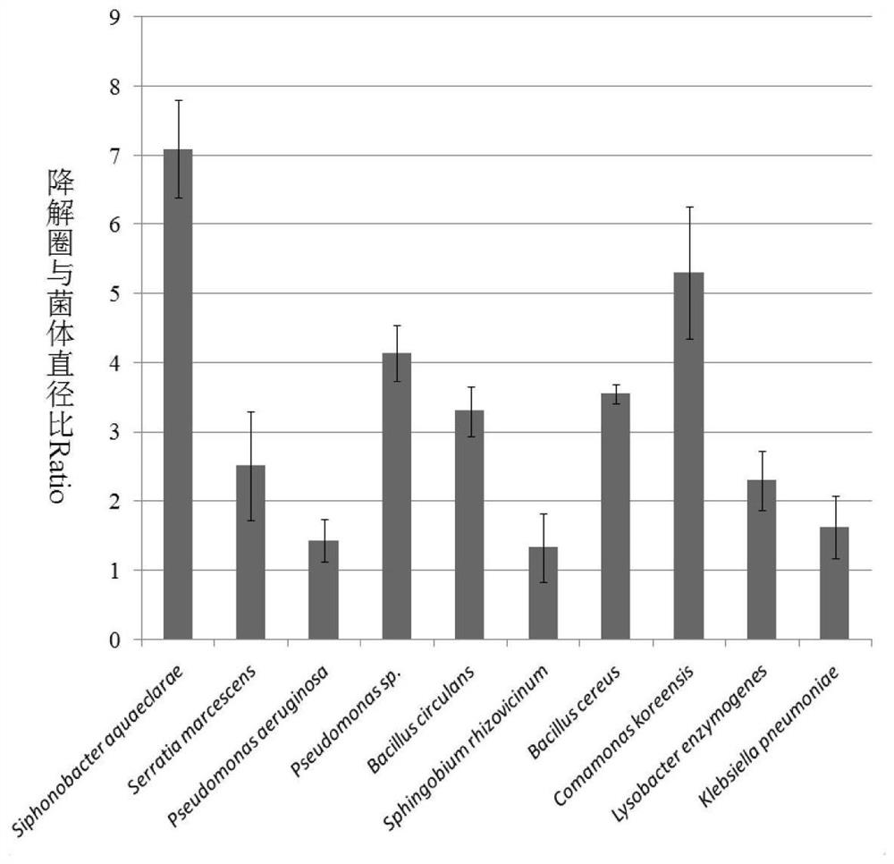 A method for isolation and identification of cellulose-degrading bacteria in the intestinal tract of monochamus monochamus larvae