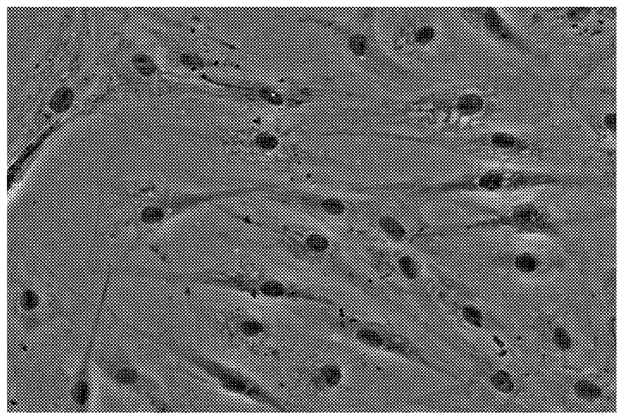 Methods and products for nucleic acid production and delivery