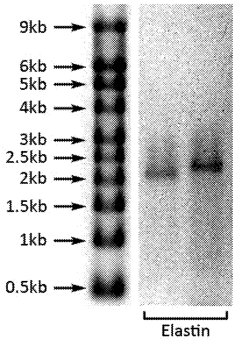 Methods and products for nucleic acid production and delivery
