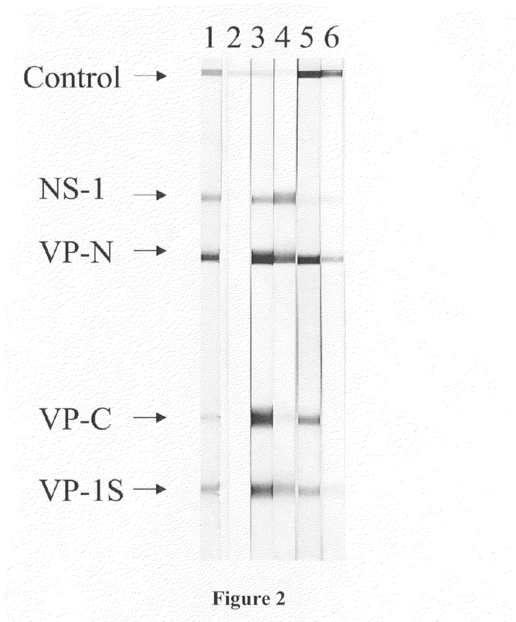 Methods for detecting parvovirus infections