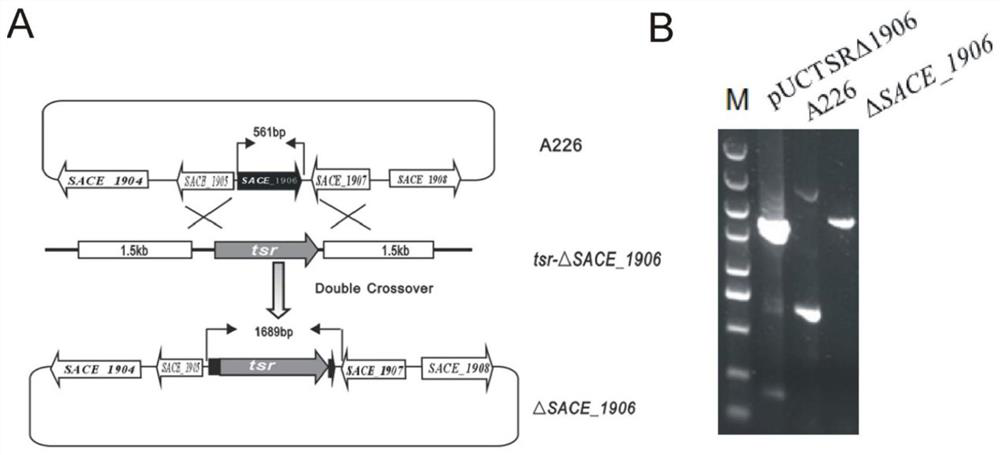 A method for improving the production of erythromycin through the Saccharopolyspora erythromyces sace_1906 gene pathway
