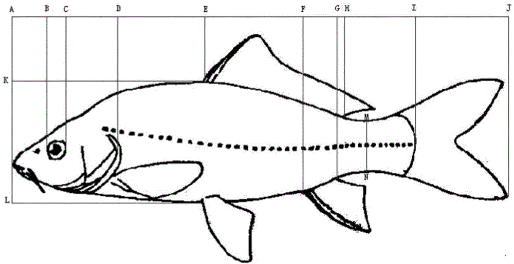 Method for structuring carp breeding parent population with excellent muscle quality