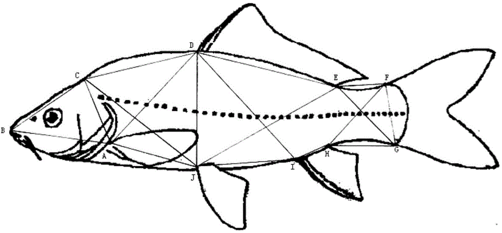Method for structuring carp breeding parent population with excellent muscle quality