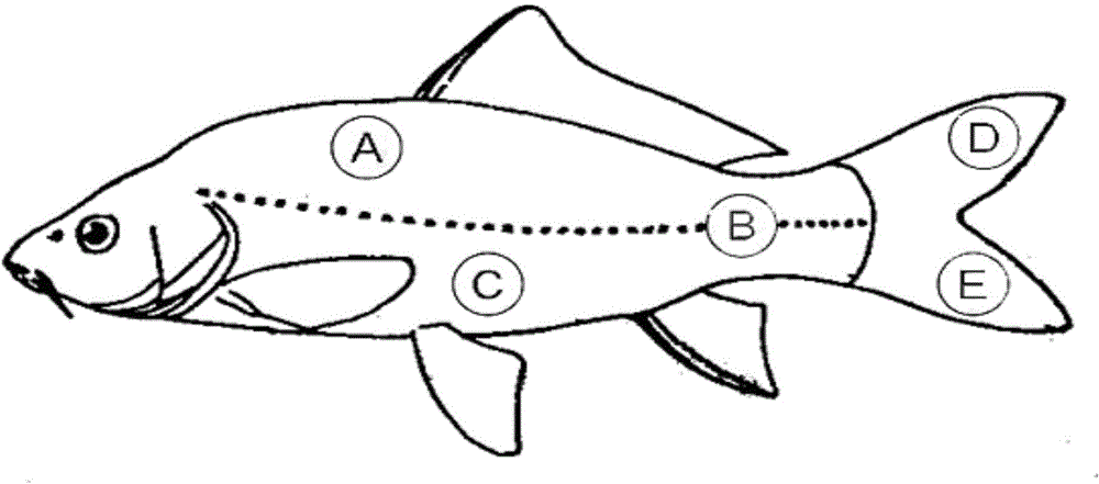 Method for structuring carp breeding parent population with excellent muscle quality