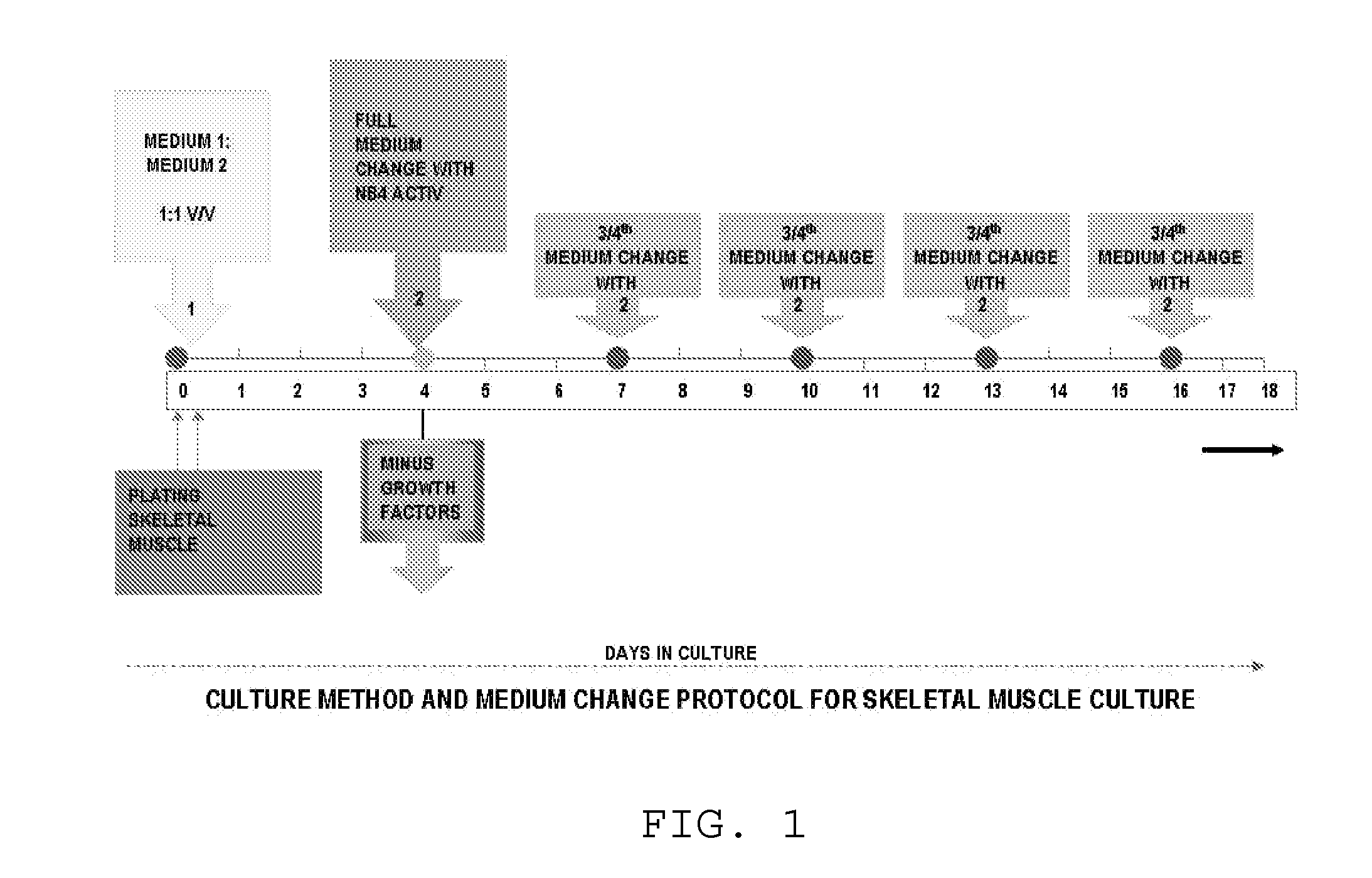 Method for culturing skeletal muscle for tissue engineering