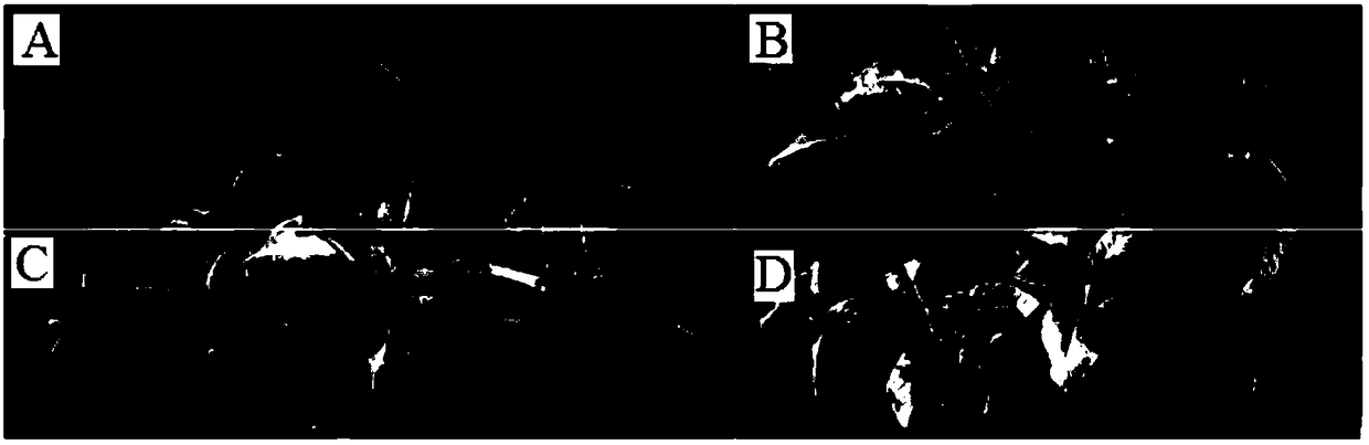 A method for controlling tobacco bacterial wilt by utilizing Piroformis indica and Zhongshengmycin