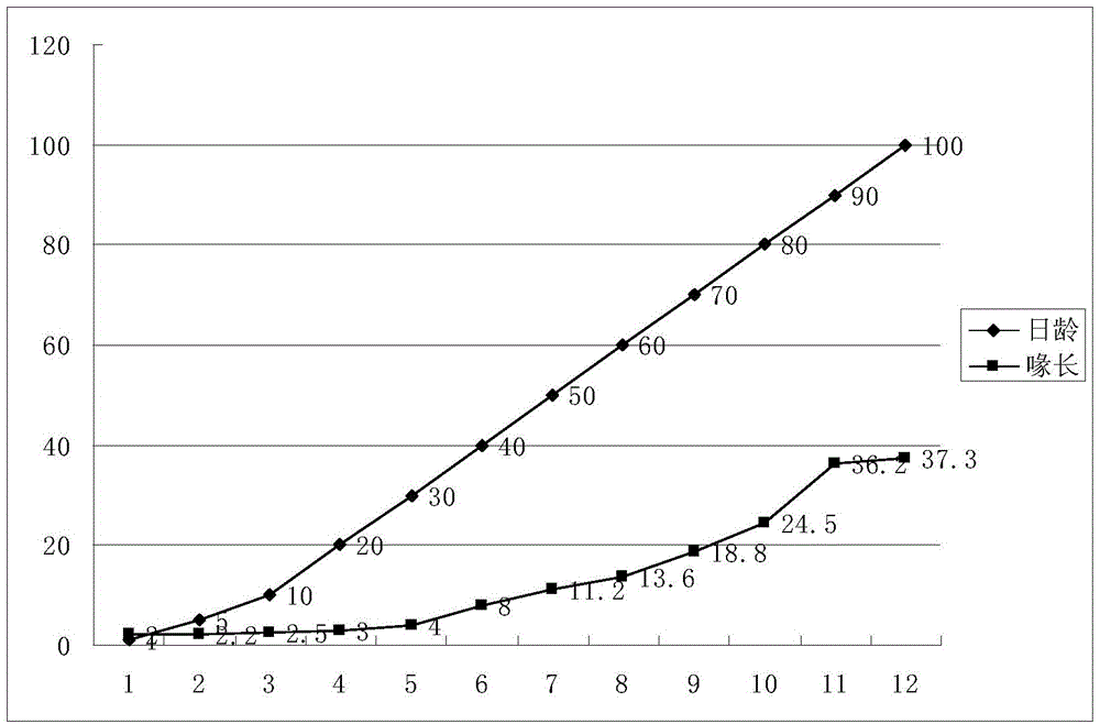 Artificial incubation and artificial brooding method for pelicans