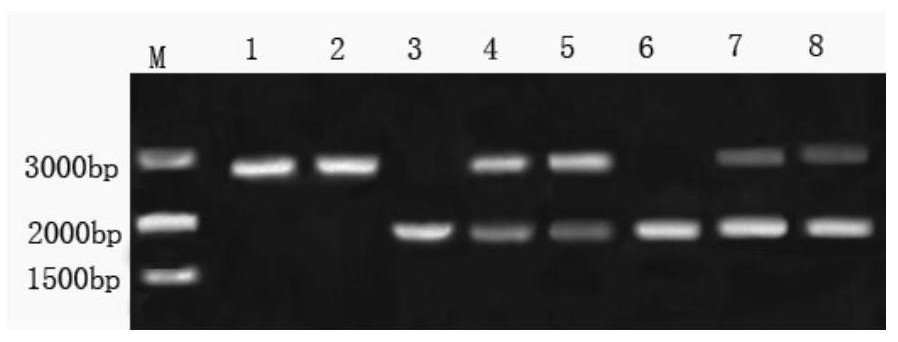 Preparation method of MC3R gene edited porcine fibroblast line