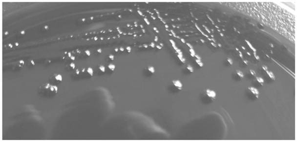 Mass spectrometry method for detecting klebsiella pneumoniae in ready-to-eat fresh fruits and vegetables