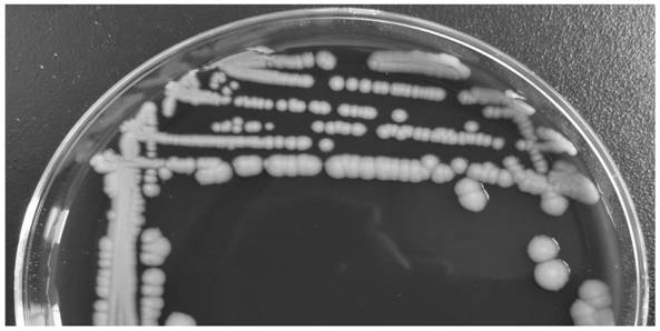 Mass spectrometry method for detecting klebsiella pneumoniae in ready-to-eat fresh fruits and vegetables