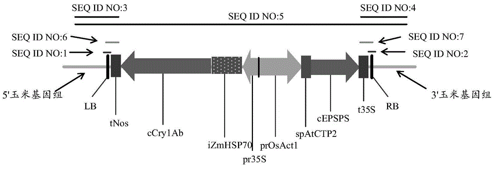 Nucleic acid sequence for detecting corn plant DBN9968, and detection method thereof