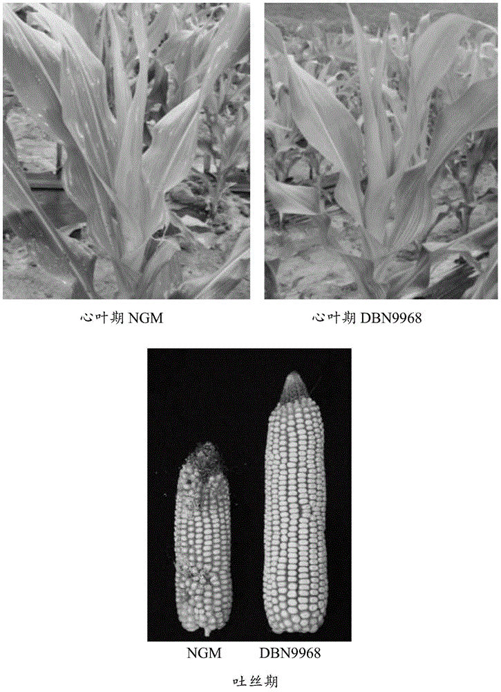 Nucleic acid sequence for detecting corn plant DBN9968, and detection method thereof