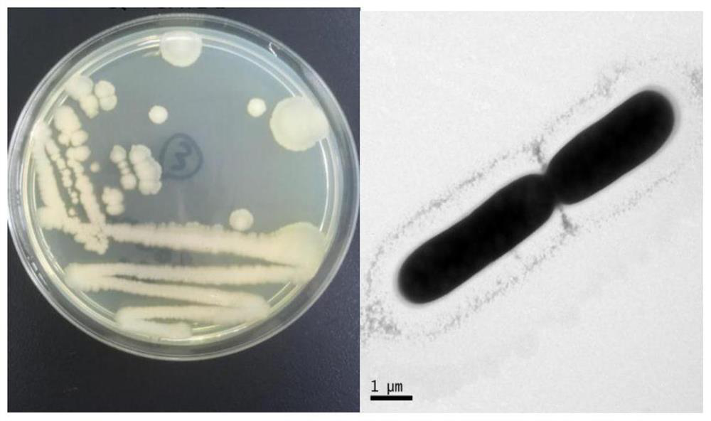 A pleiotropic plant growth-promoting bacterium and its isolation and screening method