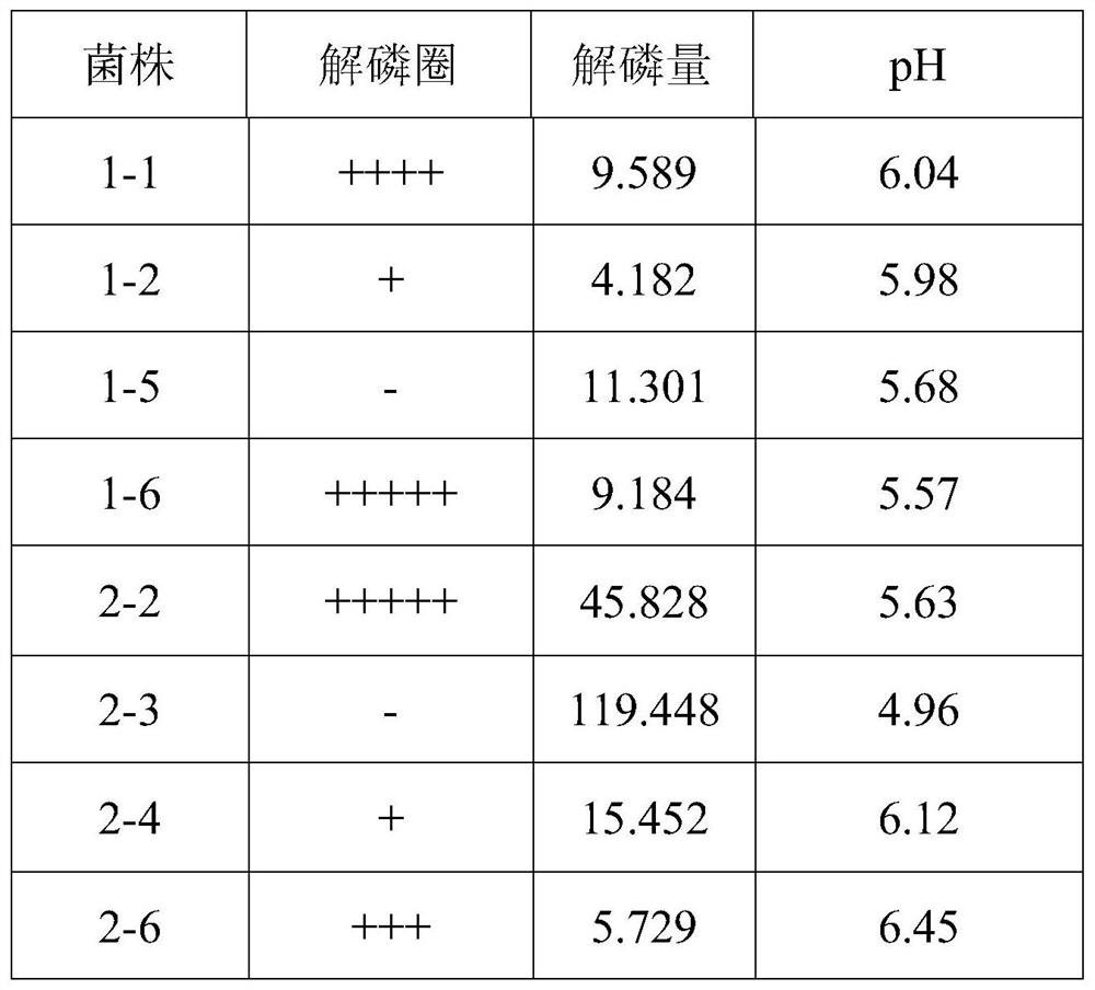 A pleiotropic plant growth-promoting bacterium and its isolation and screening method