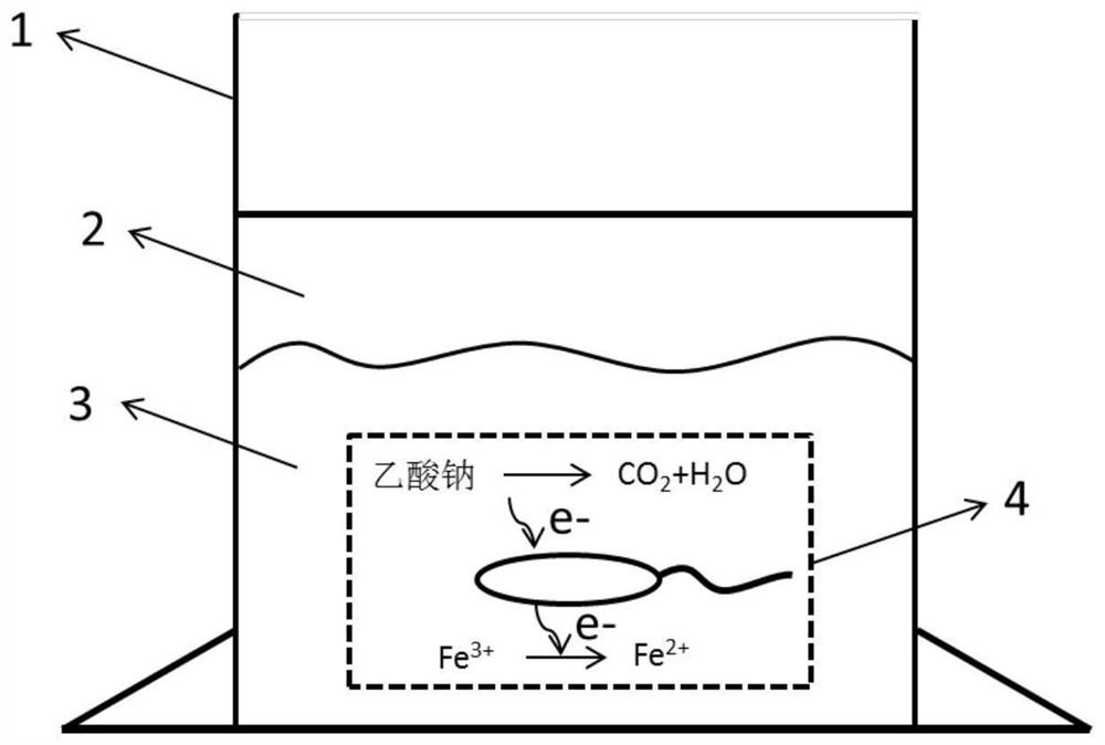 Method for in-situ synthesis of nano magnetite by soil microorganisms