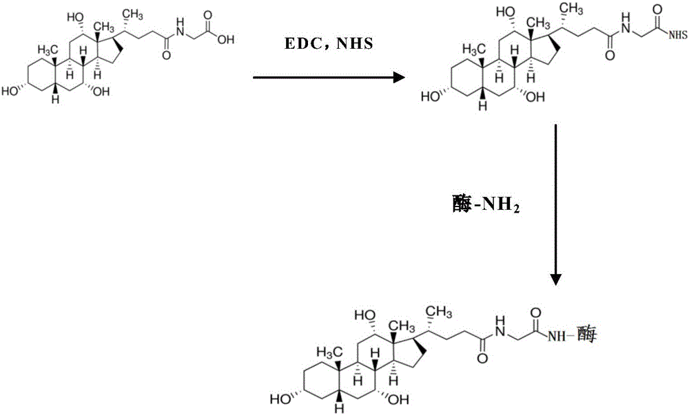 Preparation method for homogeneous enzyme immunodiagnosis reagent used for glycocholic acid