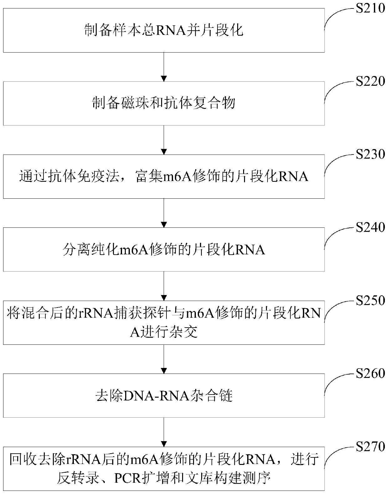 rRNA capture probe and application thereof