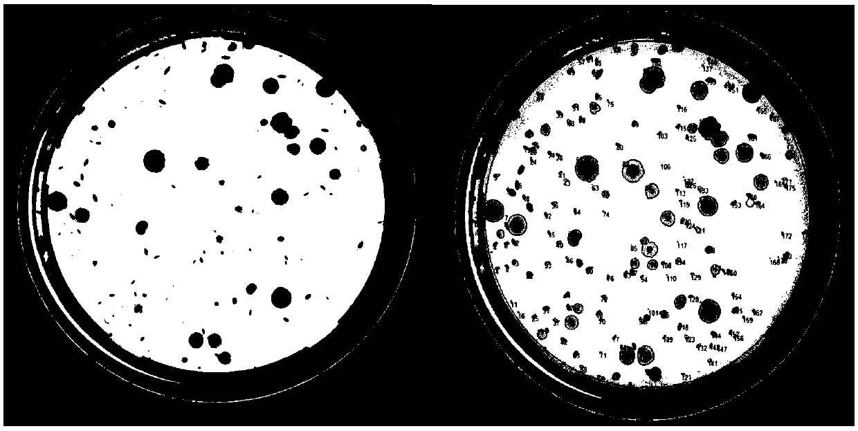 In-vivo bacterial colony counting method based on infrared and optical image dual-mode imaging information