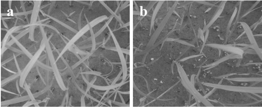 A grass-suppressing straw biomass-based degradable mulch film and its application