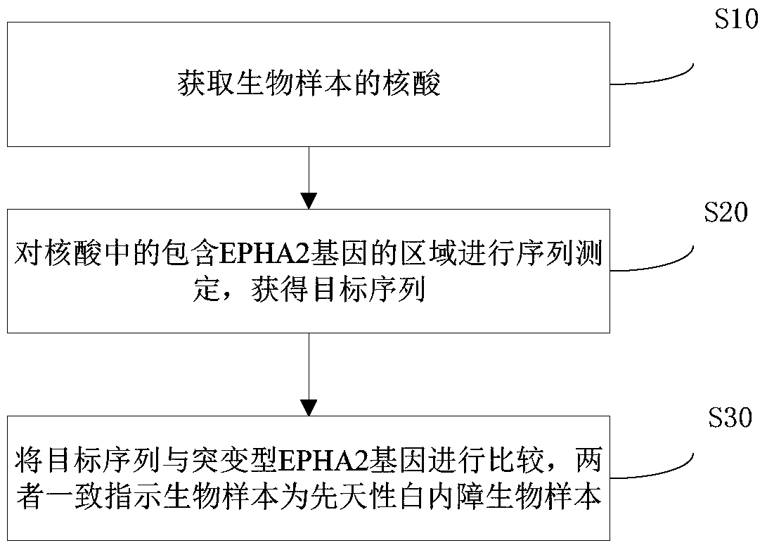 Mutant type of epha2 gene and its application