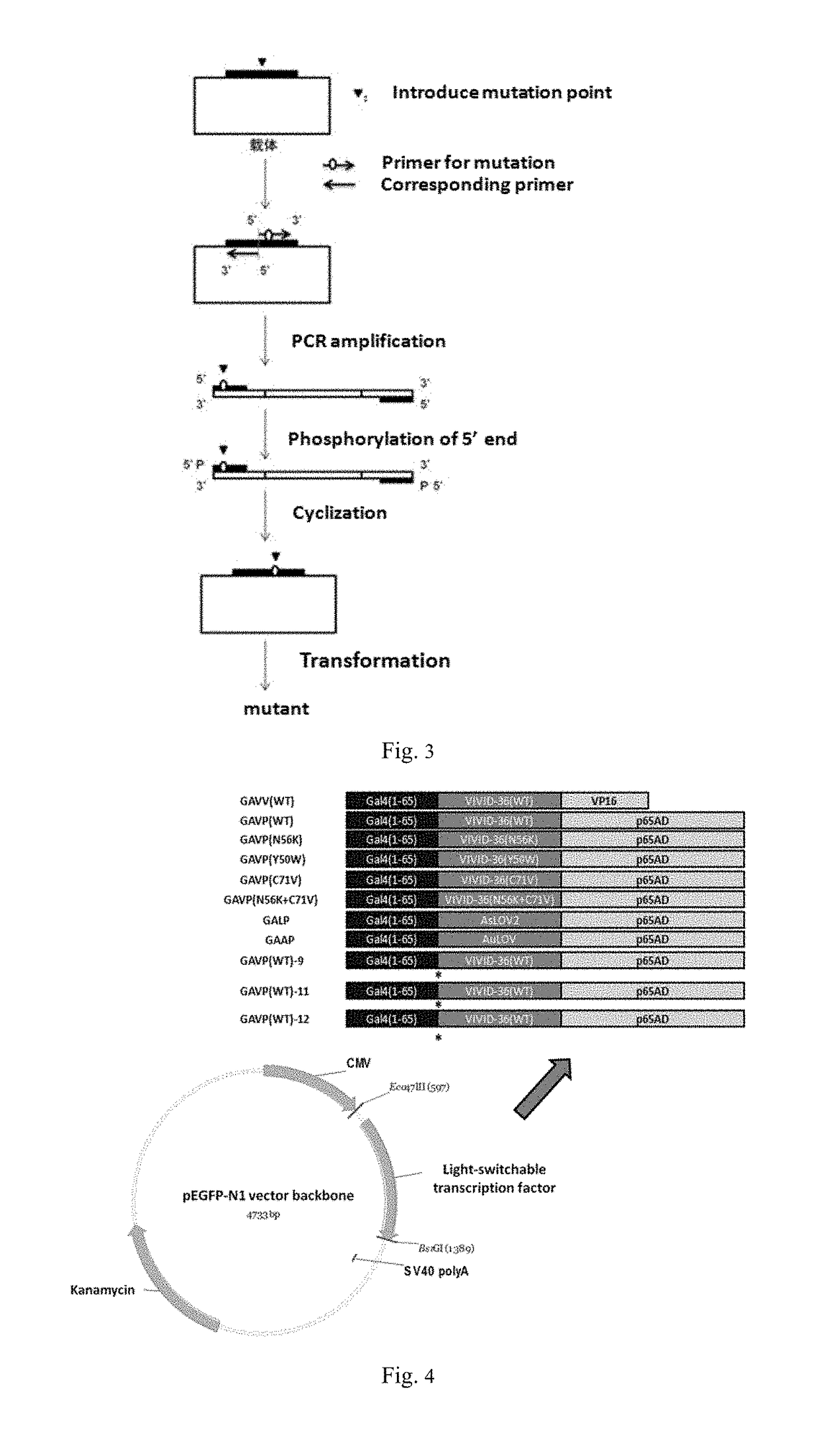 Light-switchable gene expression system