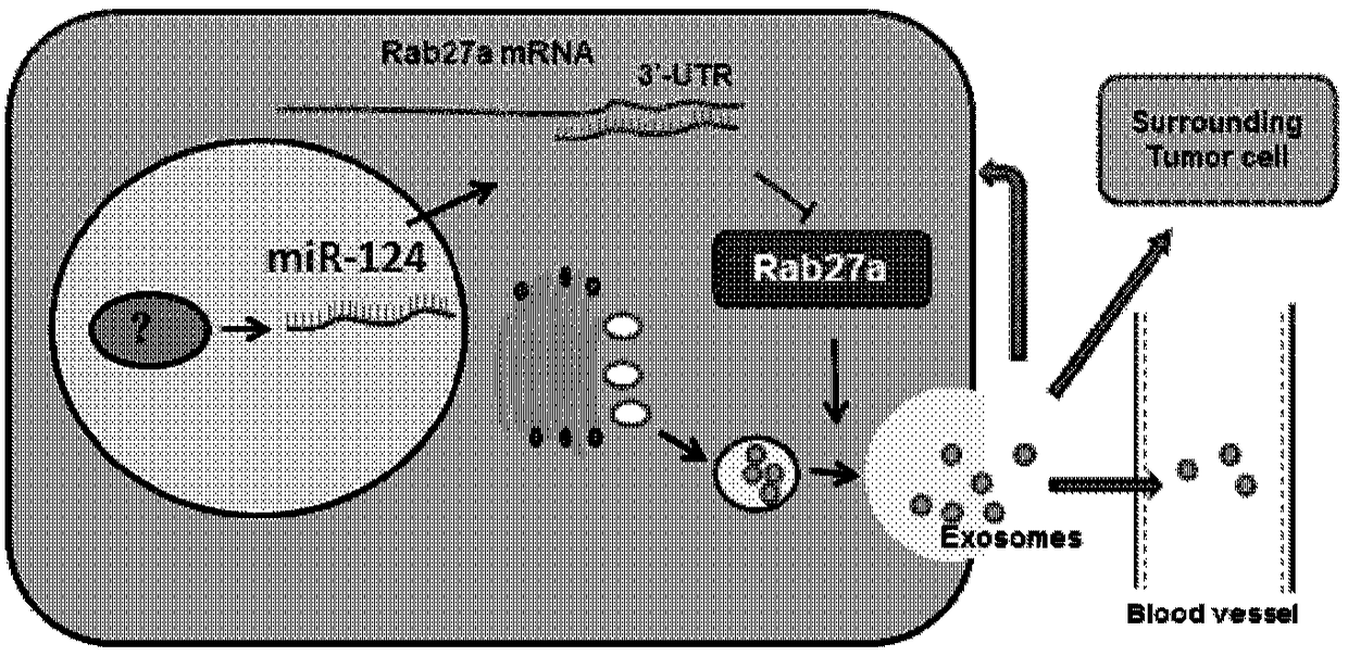 Application of exosome to diagnosis, treatment and prognosis evaluation of tumors