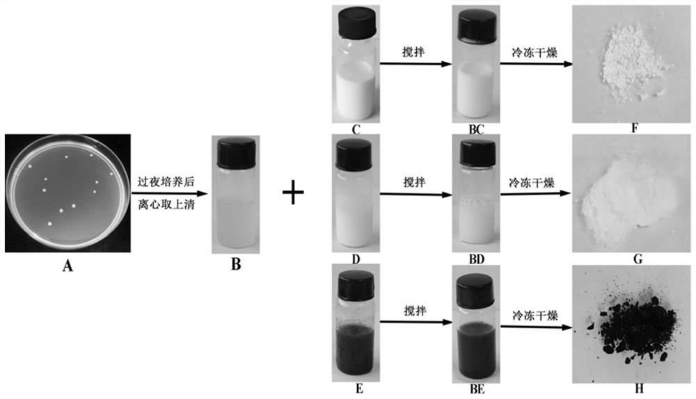 A method for preparing nanometer metal oxides using bacterial supernatant and its products and applications